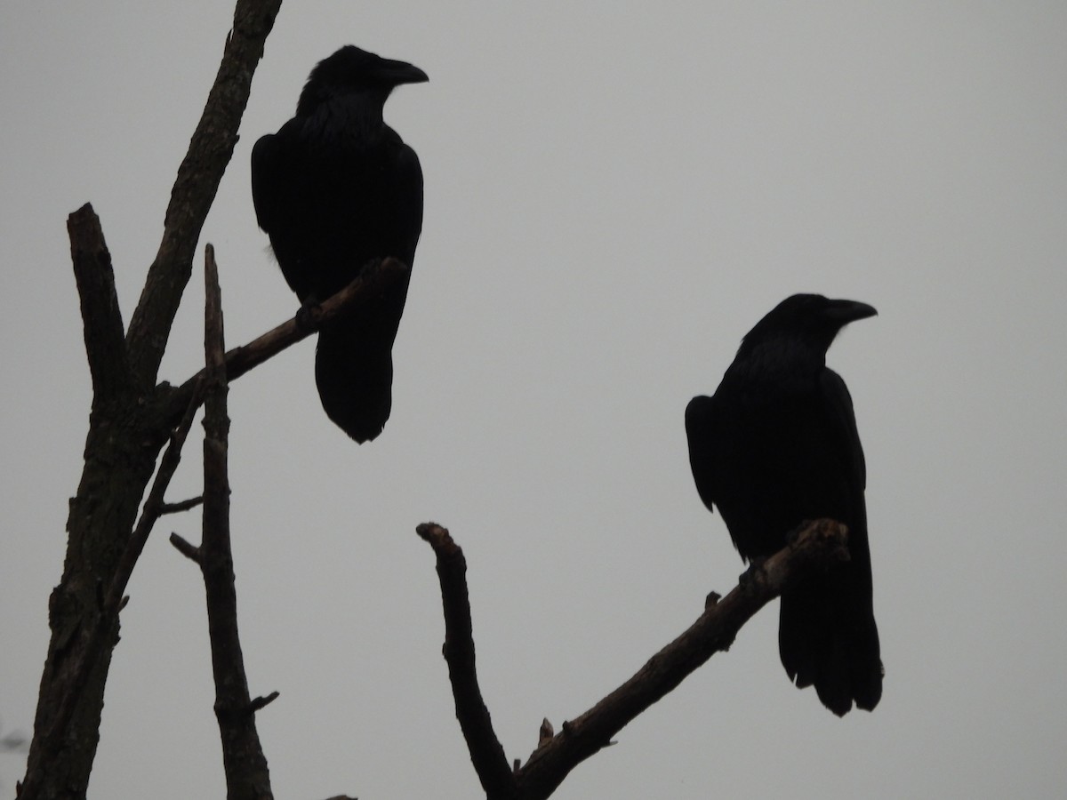 Grand Corbeau - ML645013324