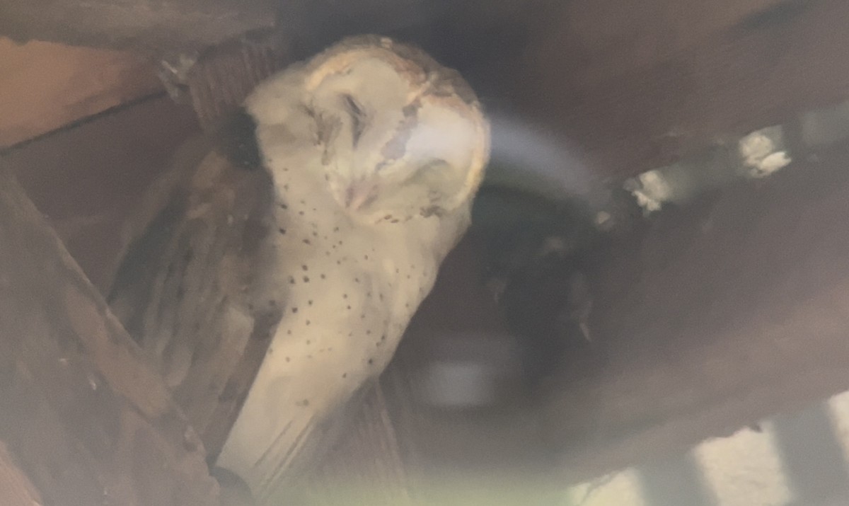 アメリカメンフクロウ - ML645013328