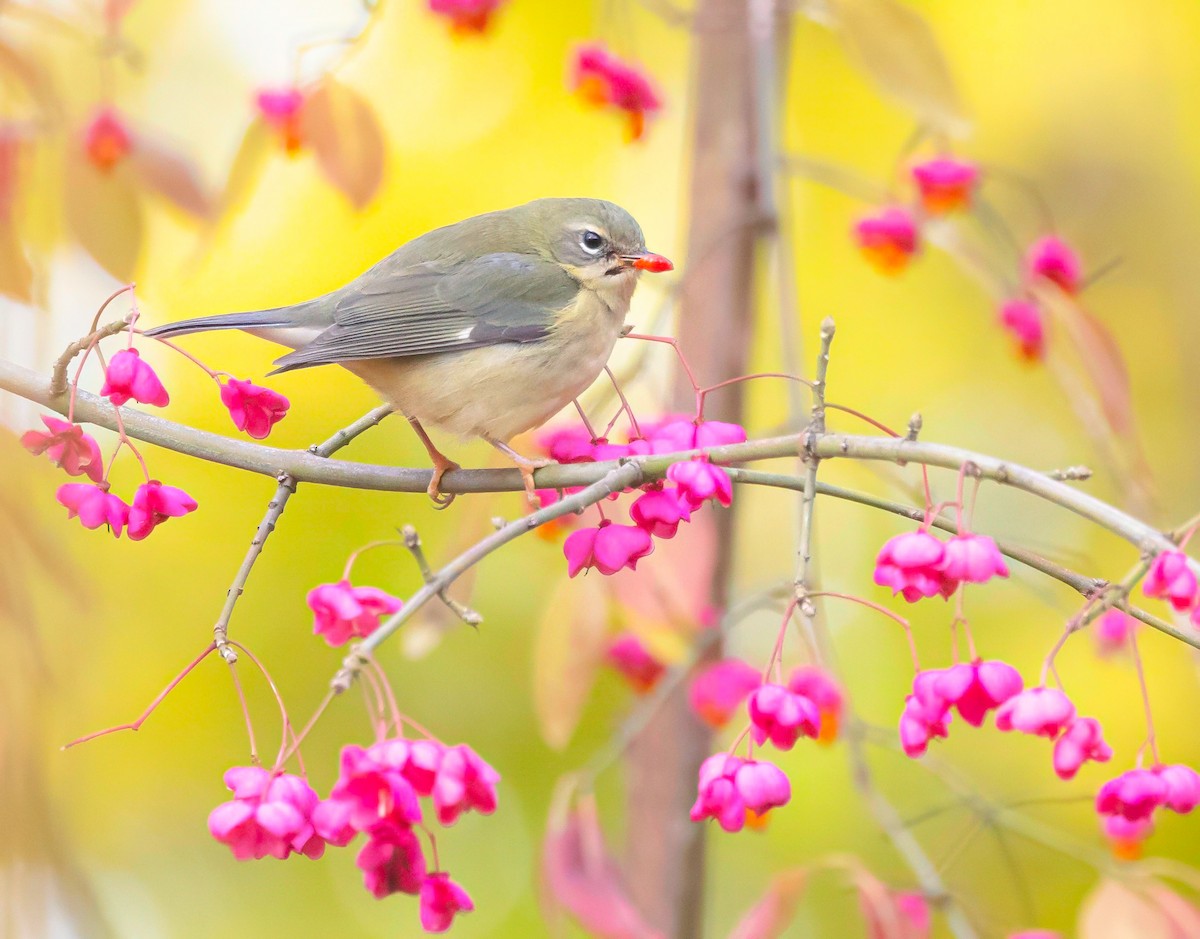 Black-throated Blue Warbler - ML645013329