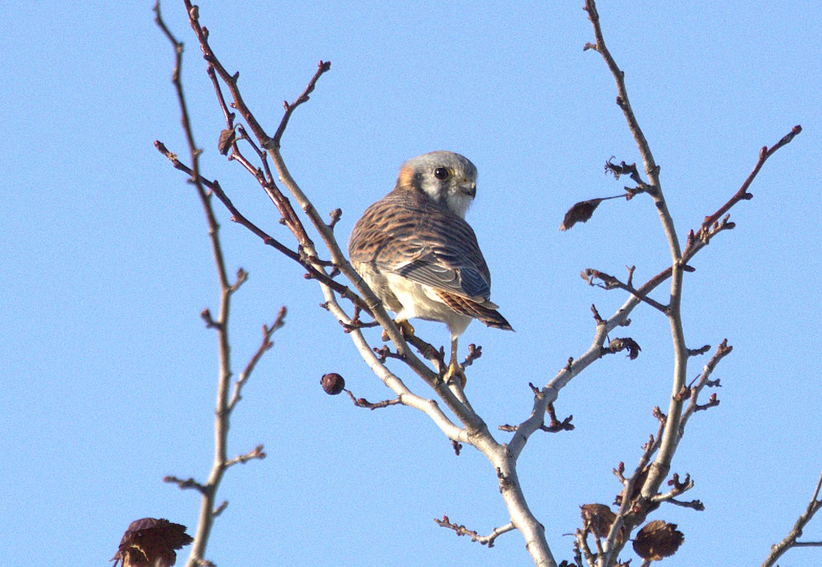 American Kestrel - ML645013337