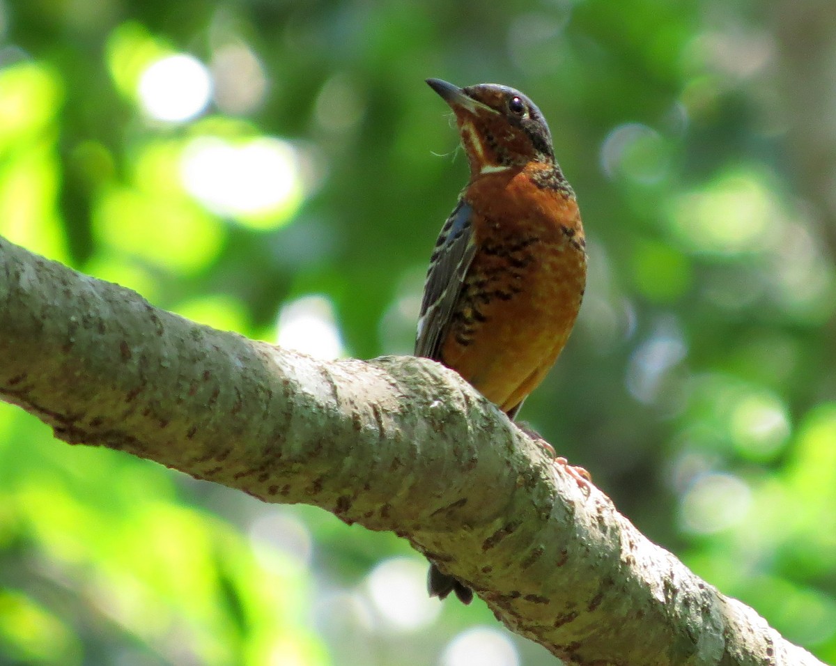 Ak Boğazlı Taşkızılı - ML645013342