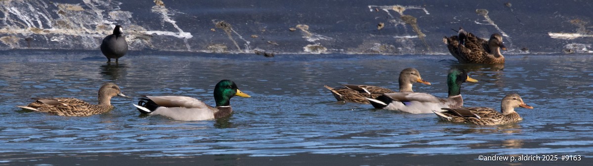 綠頭鴨 - ML645013349