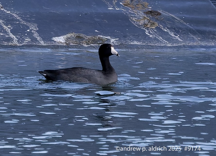 American Coot - ML645013358