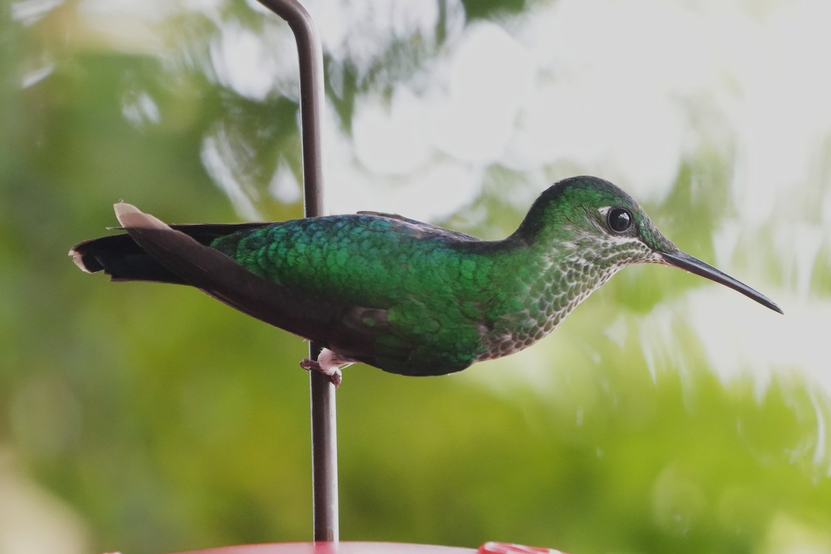 Scaly-breasted Hummingbird - ML645013427