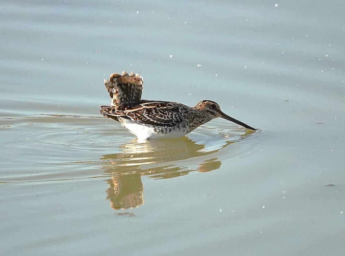 חרטומית ביצות - ML645013428