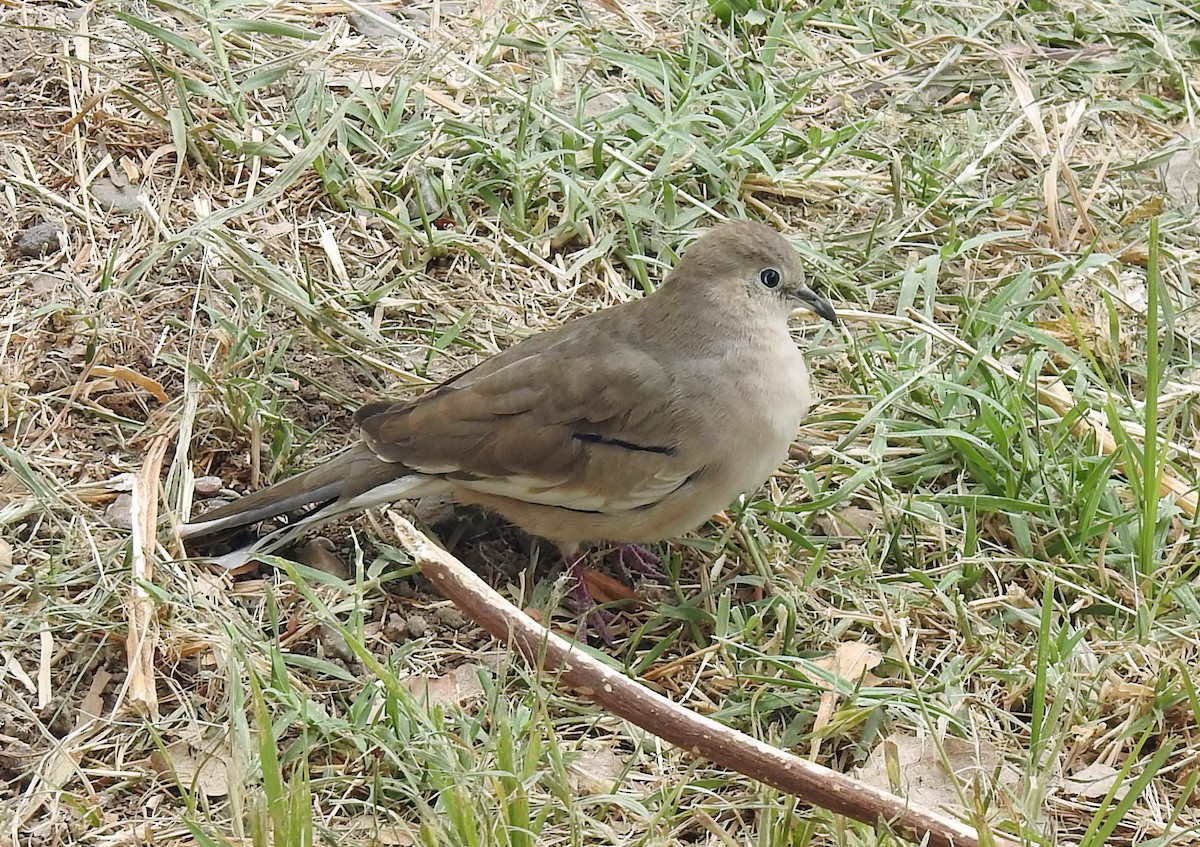 holoubek pikui - ML645013434