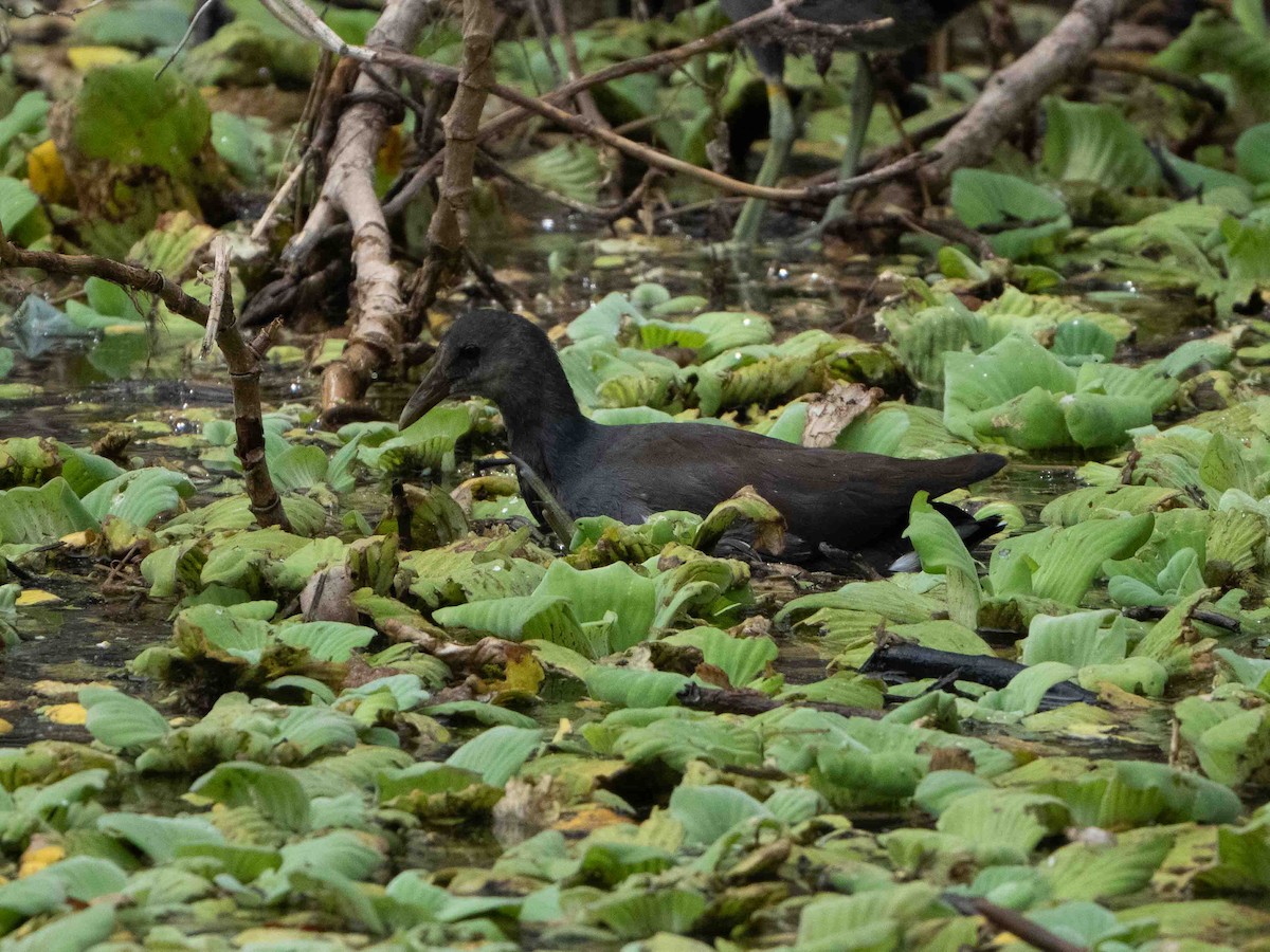 Râle noirâtre - ML645013447