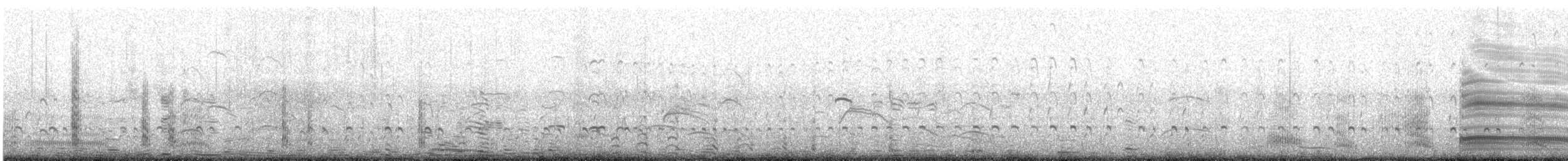 Ostrero Pío Americano - ML645013487