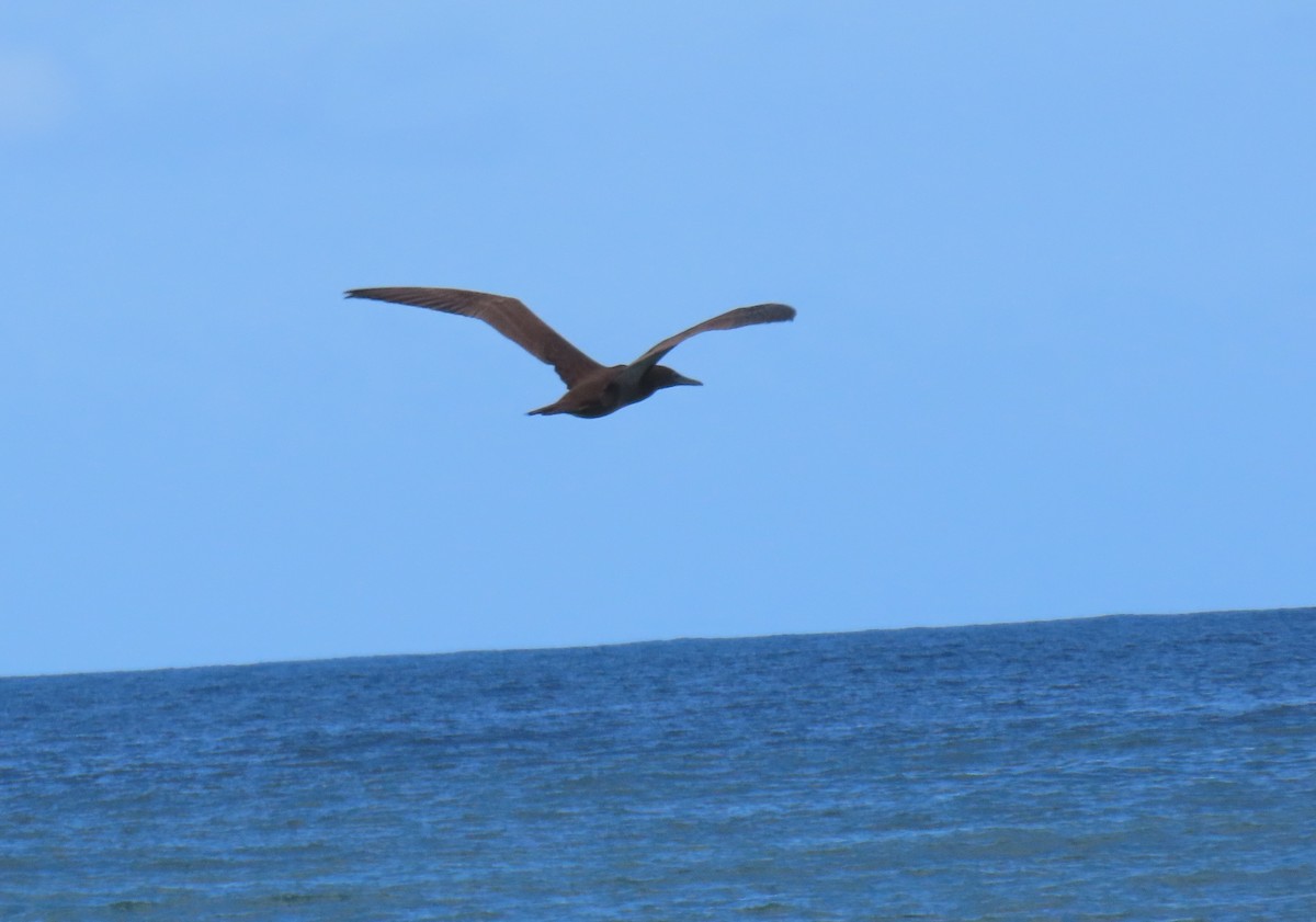 Brown Booby - ML645013542