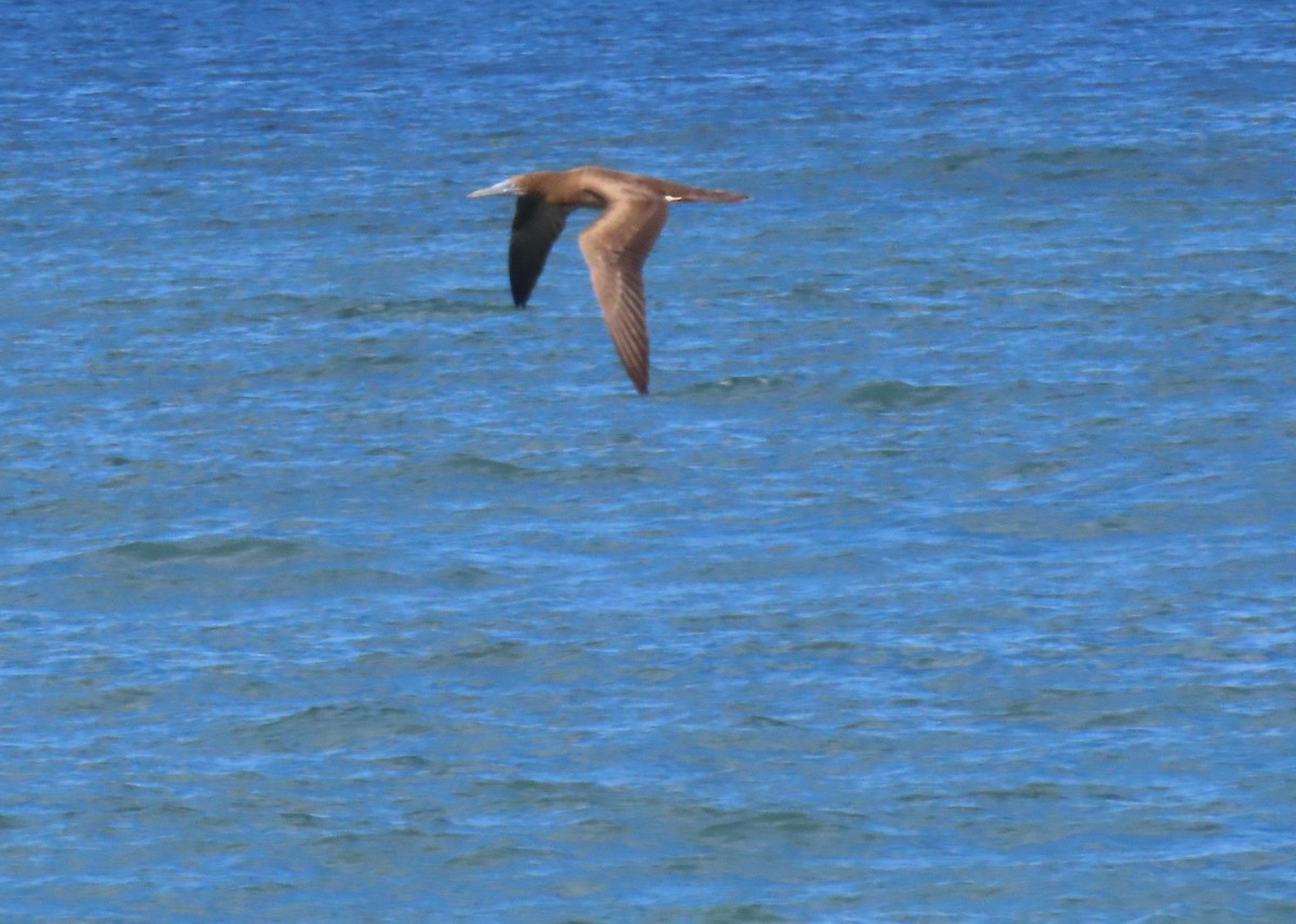 Brown Booby - ML645013543