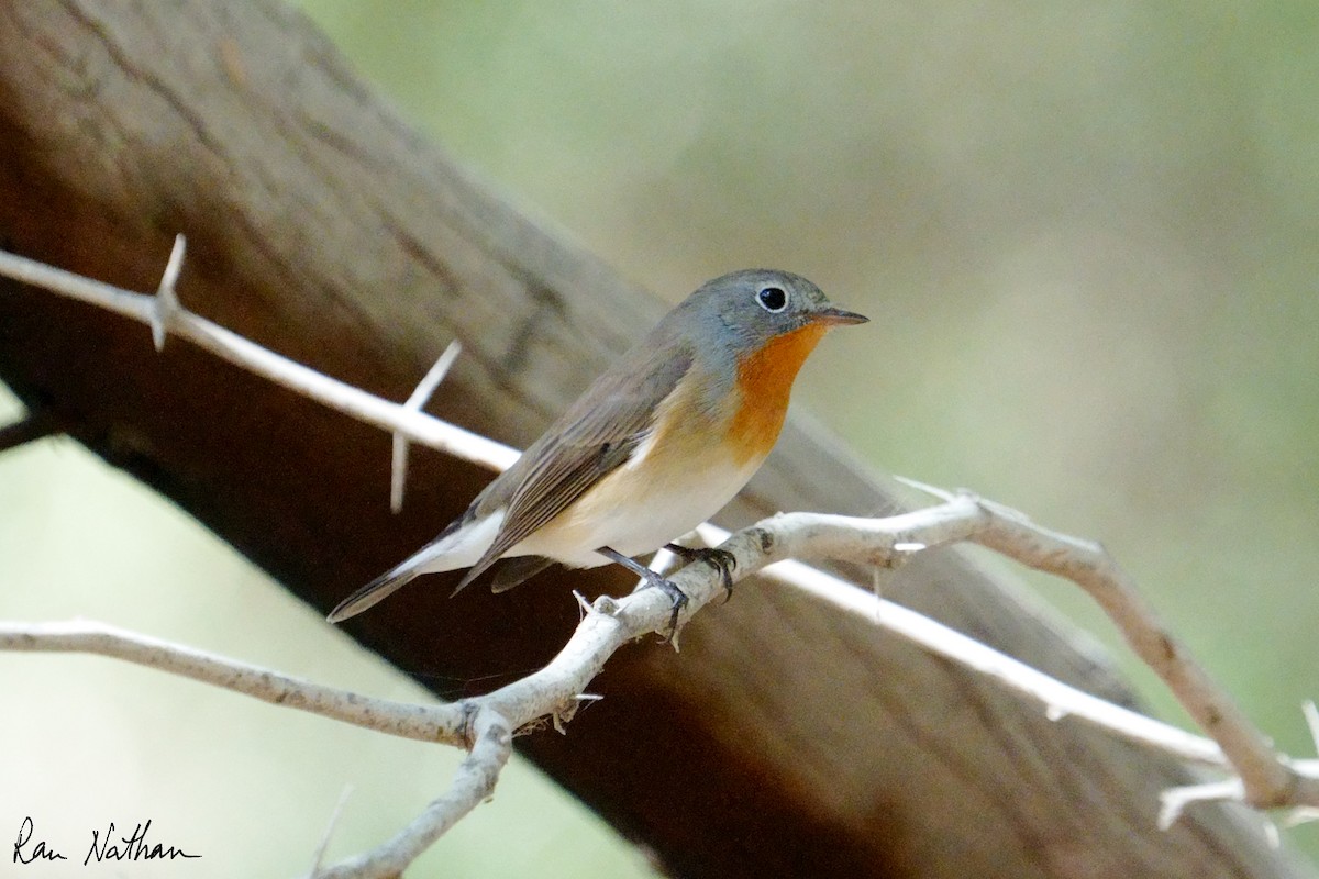 Red-breasted Flycatcher - ML645013547