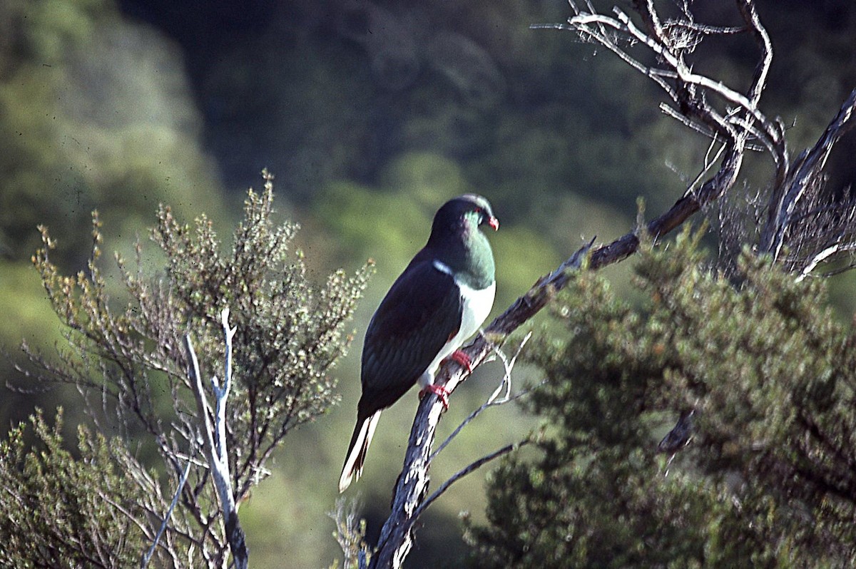 New Zealand Pigeon - ML645013548