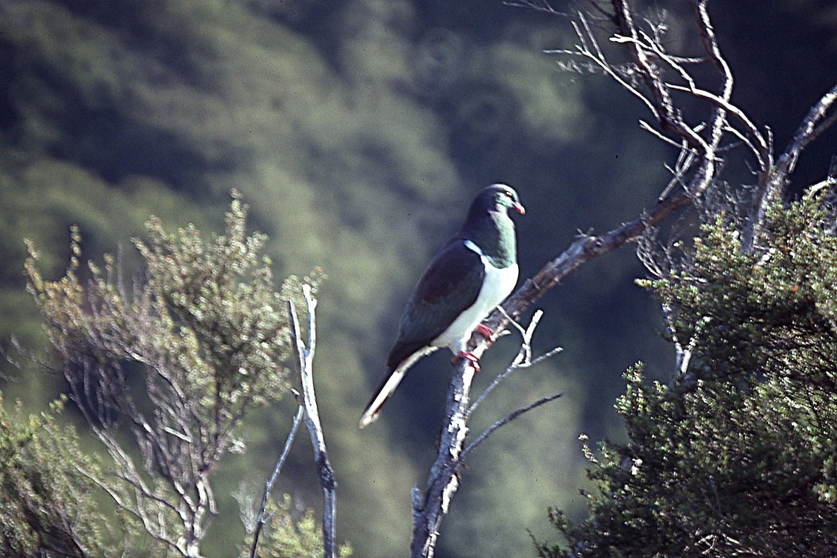 New Zealand Pigeon - ML645013549