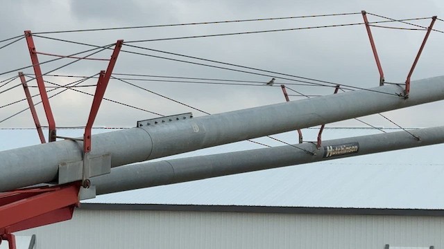 Тиран сірий - ML645013550