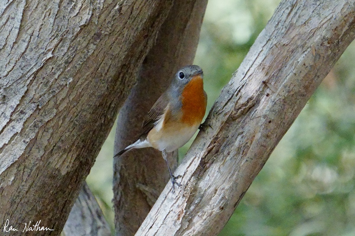 Red-breasted Flycatcher - ML645013556