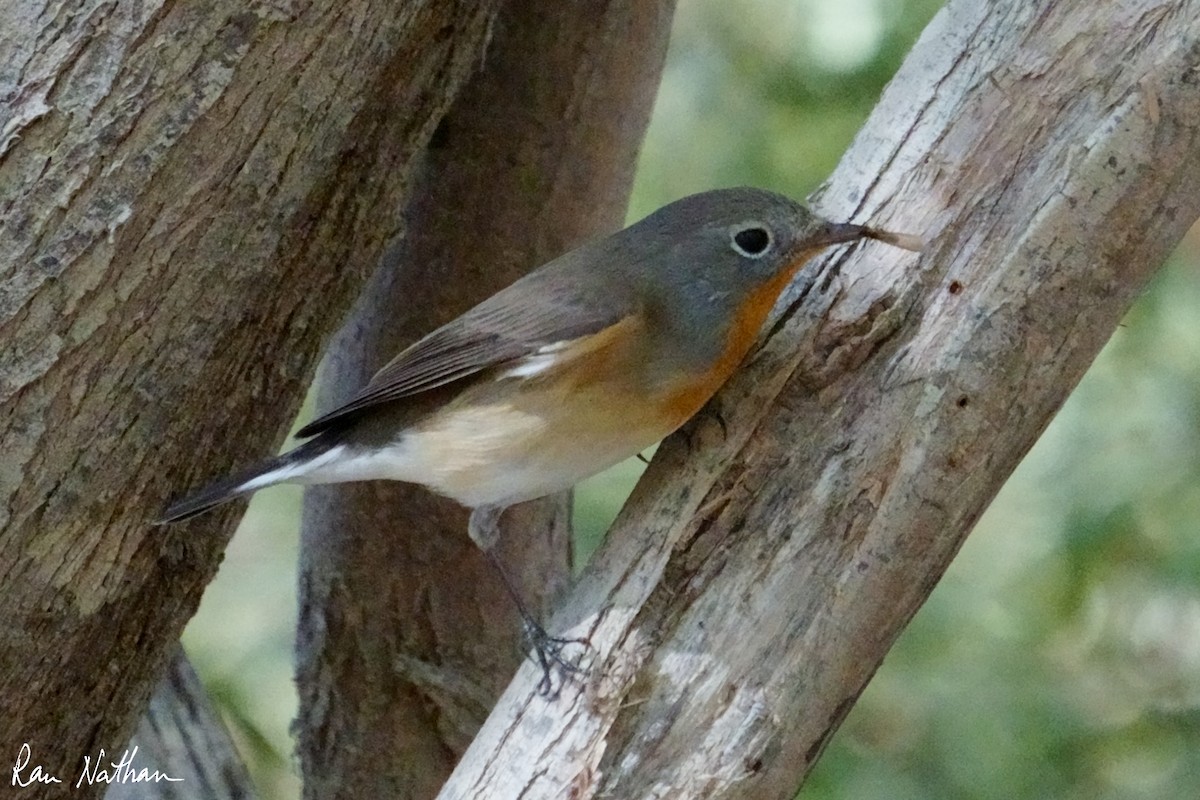 Red-breasted Flycatcher - ML645013563