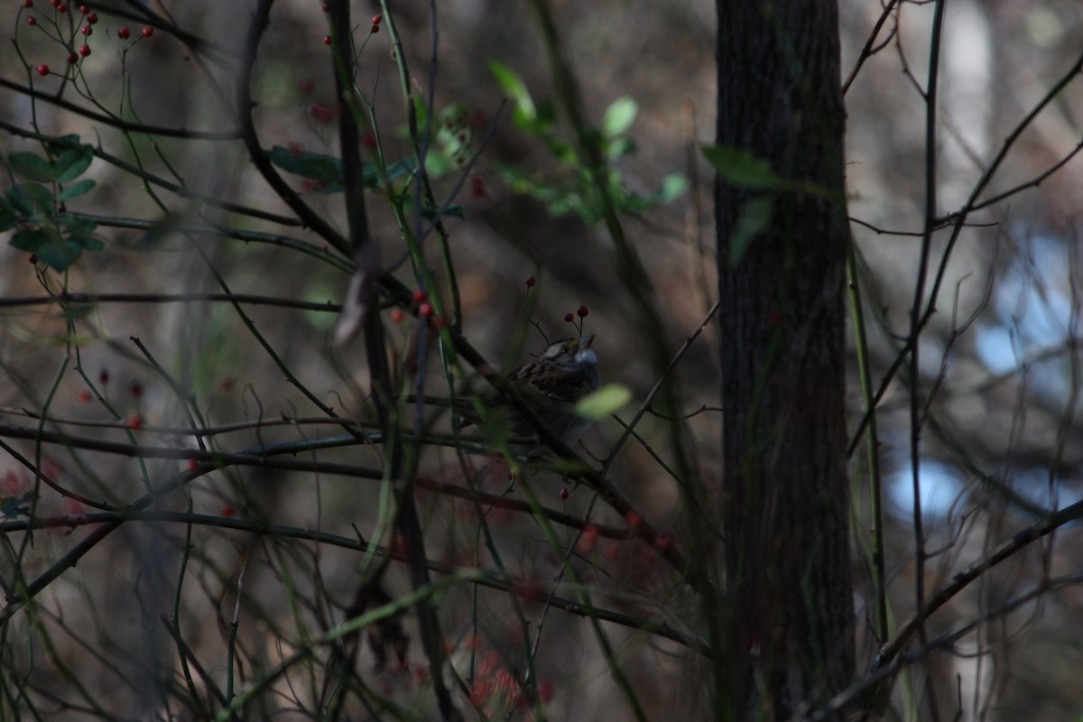 White-throated Sparrow - ML645013564