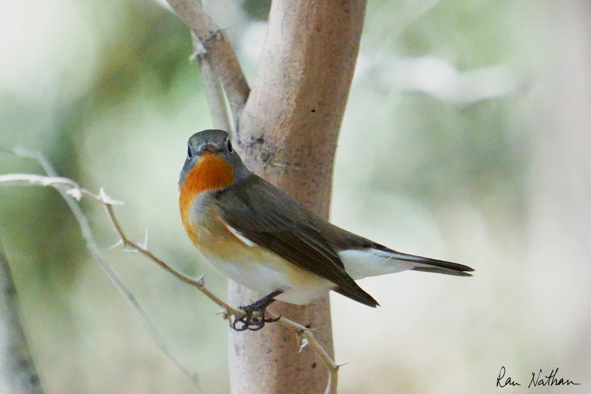 Red-breasted Flycatcher - ML645013569