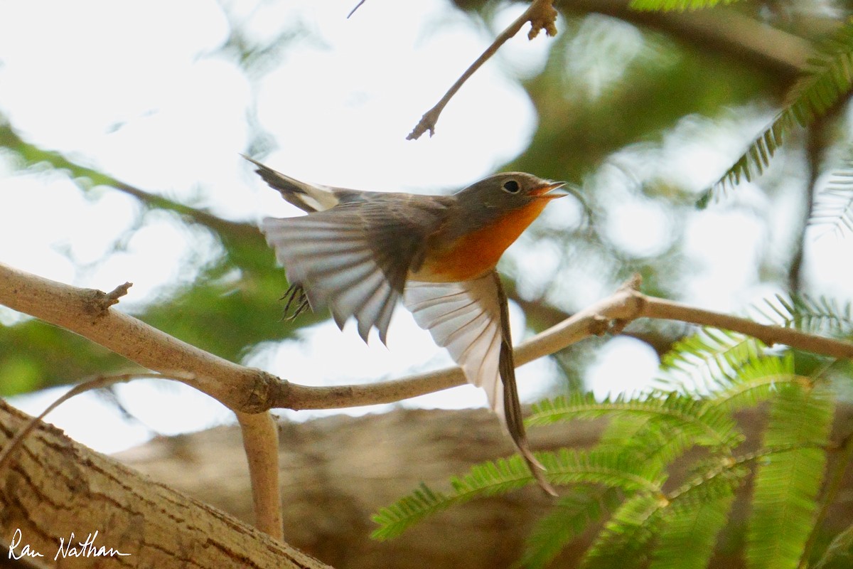 Red-breasted Flycatcher - ML645013573