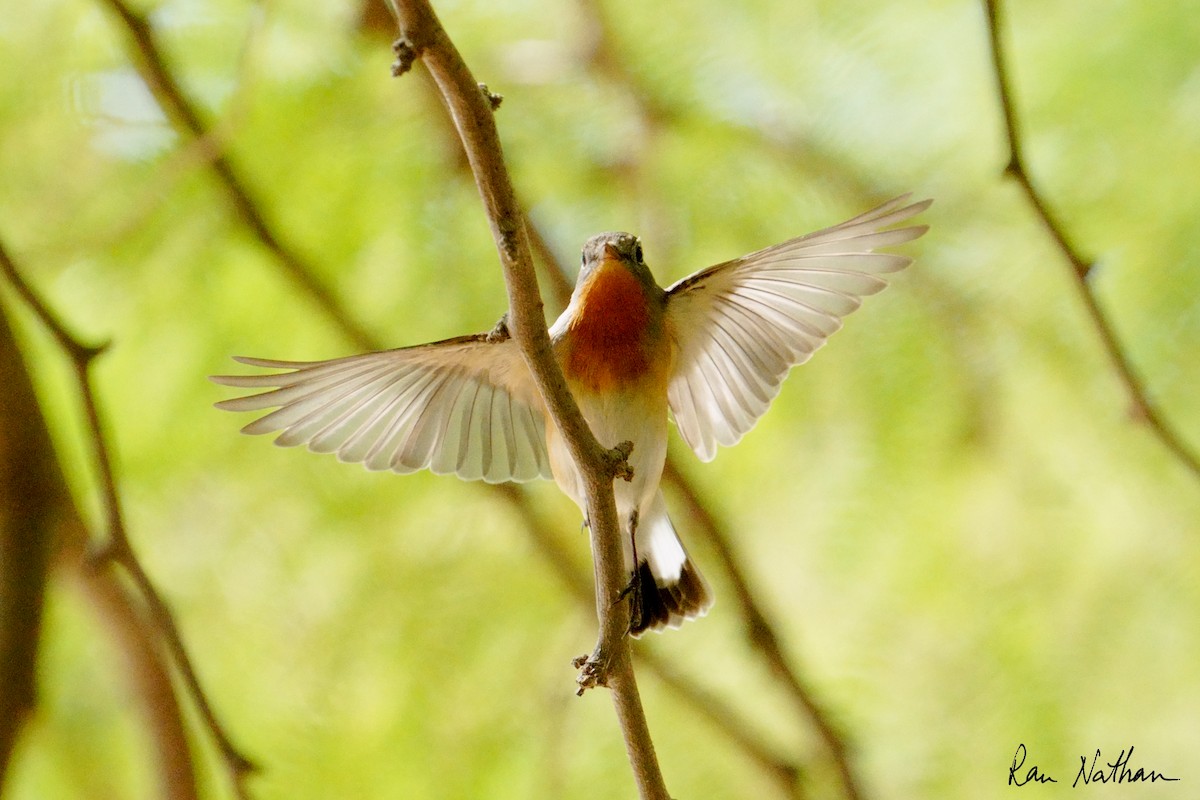 Red-breasted Flycatcher - ML645013583