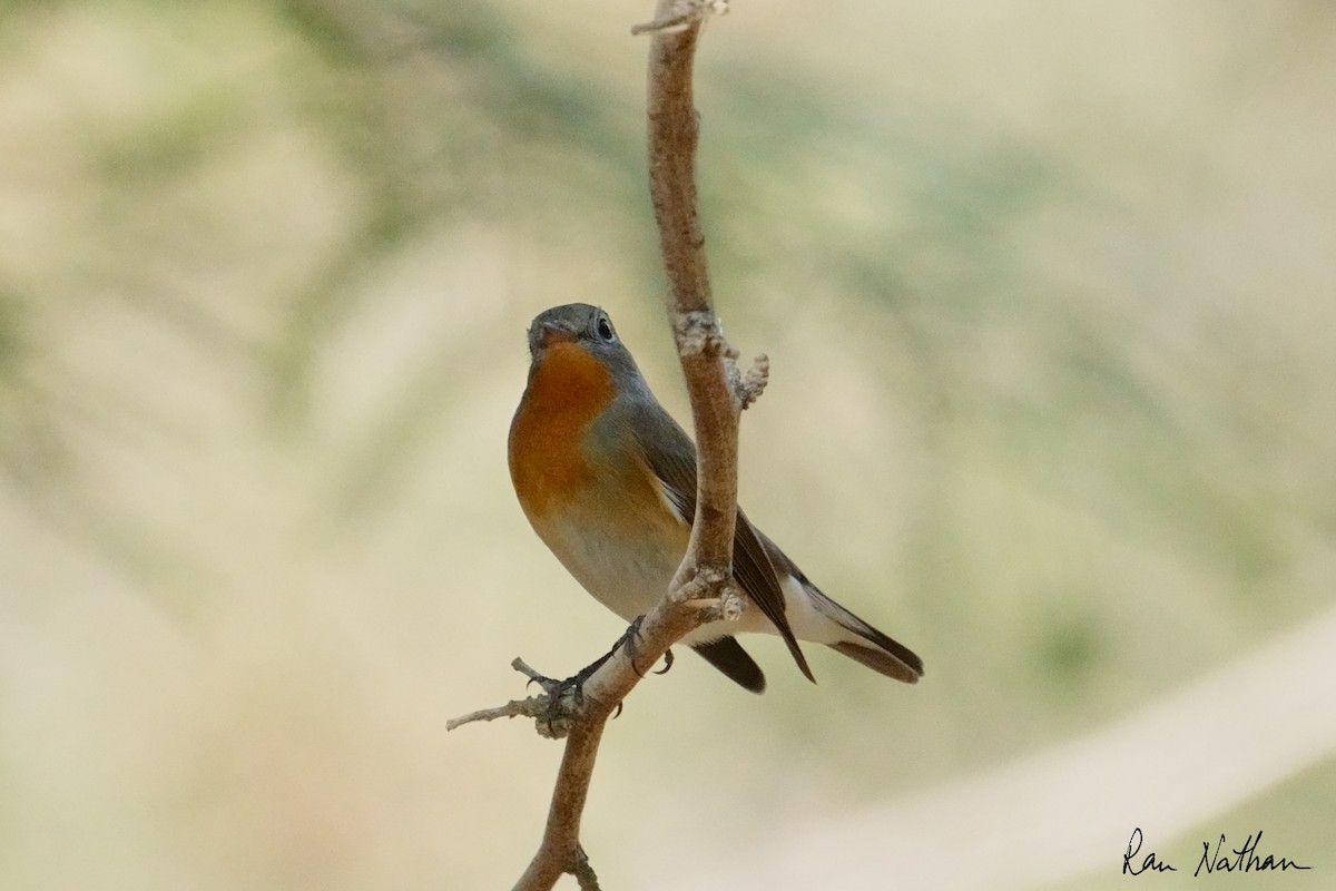 Red-breasted Flycatcher - ML645013587