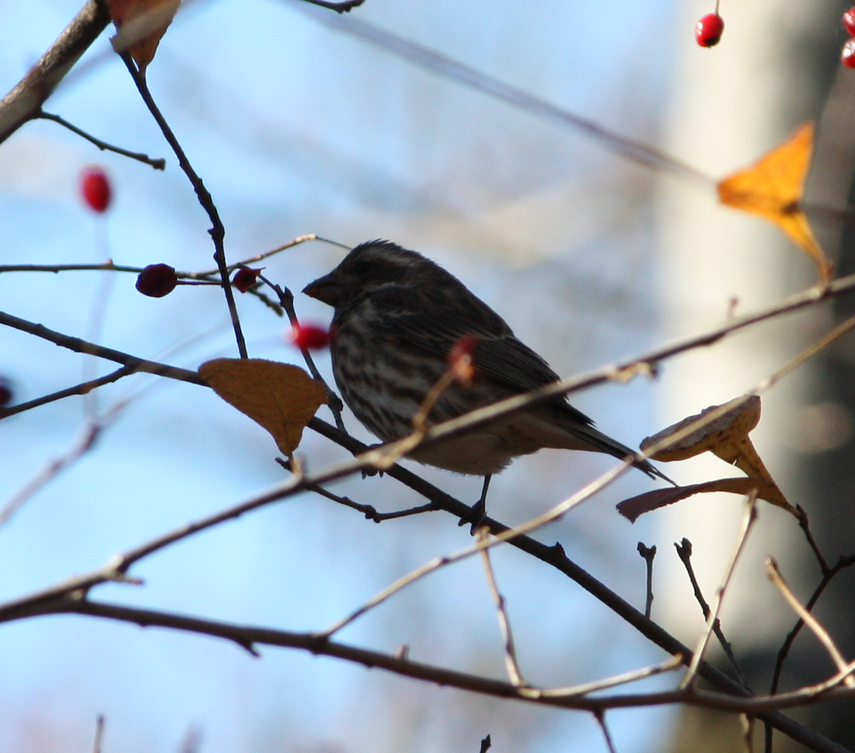 Purple Finch - ML645013592