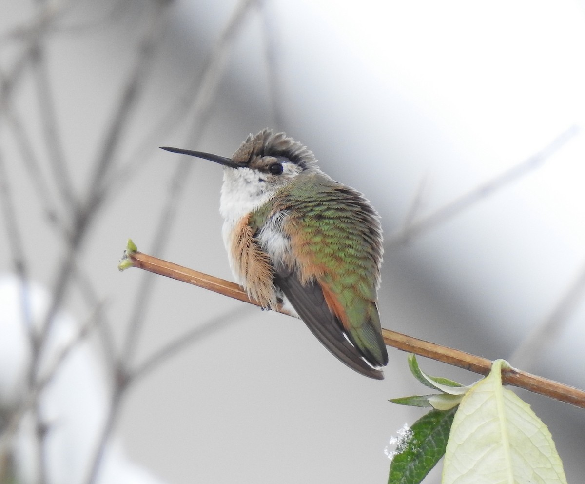 Rufous Hummingbird - ML645013593