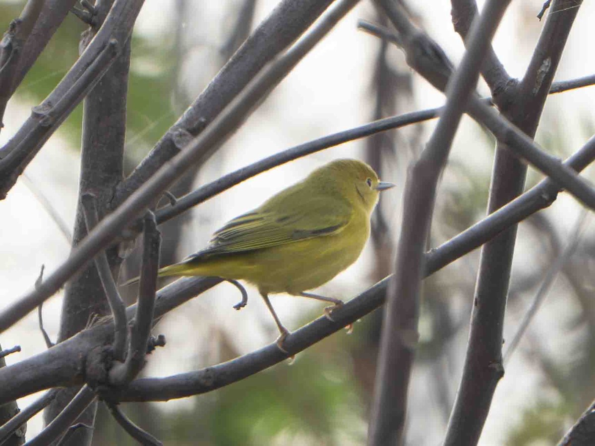 Northern Yellow Warbler - ML645013600