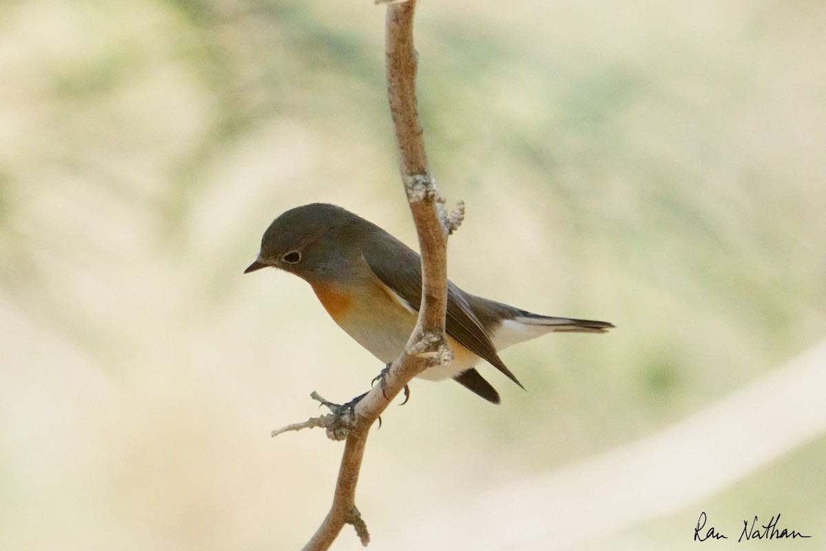 Red-breasted Flycatcher - ML645013601