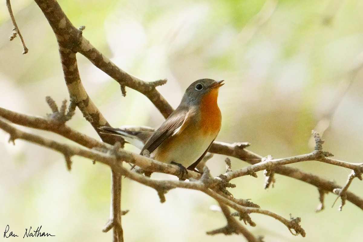 Red-breasted Flycatcher - ML645013606