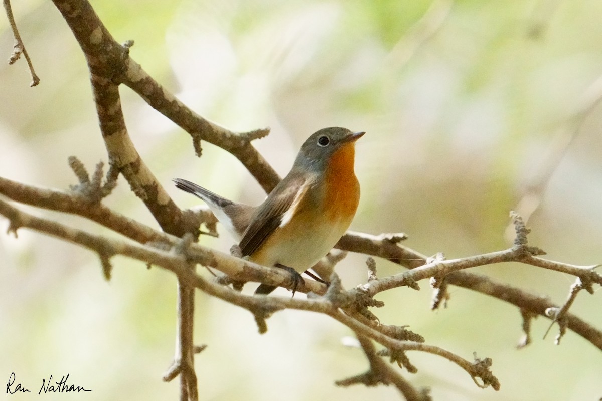 Red-breasted Flycatcher - ML645013610