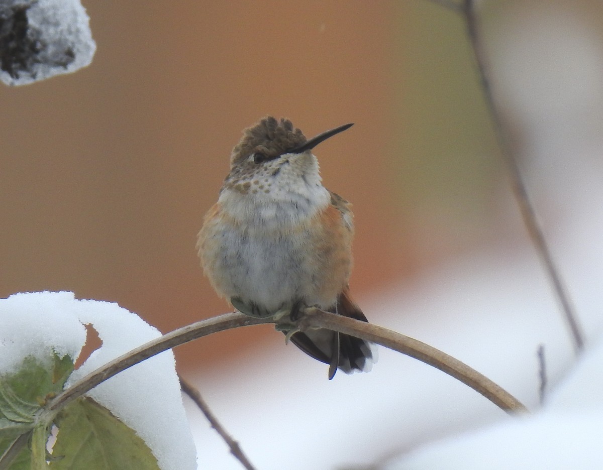 Rufous Hummingbird - ML645013616