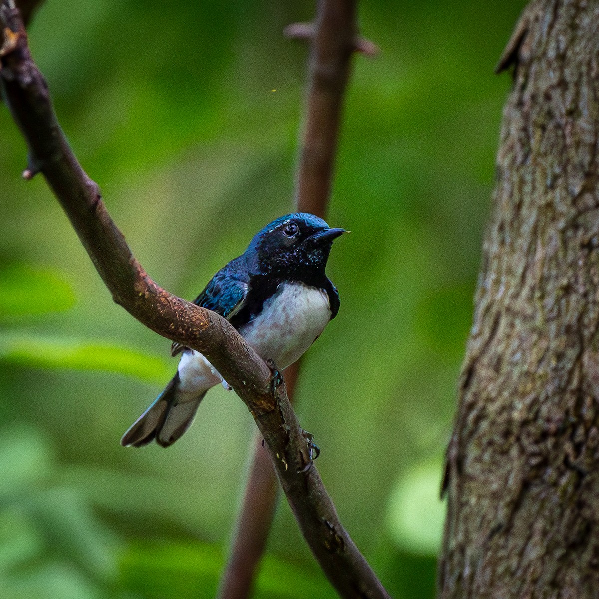 Black-throated Blue Warbler - ML645013621