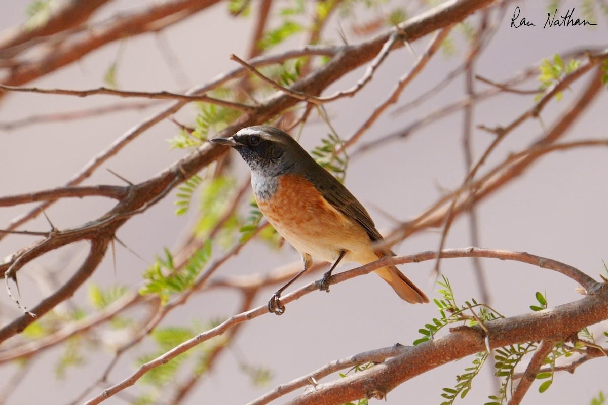 Common Redstart (Common) - ML645013625