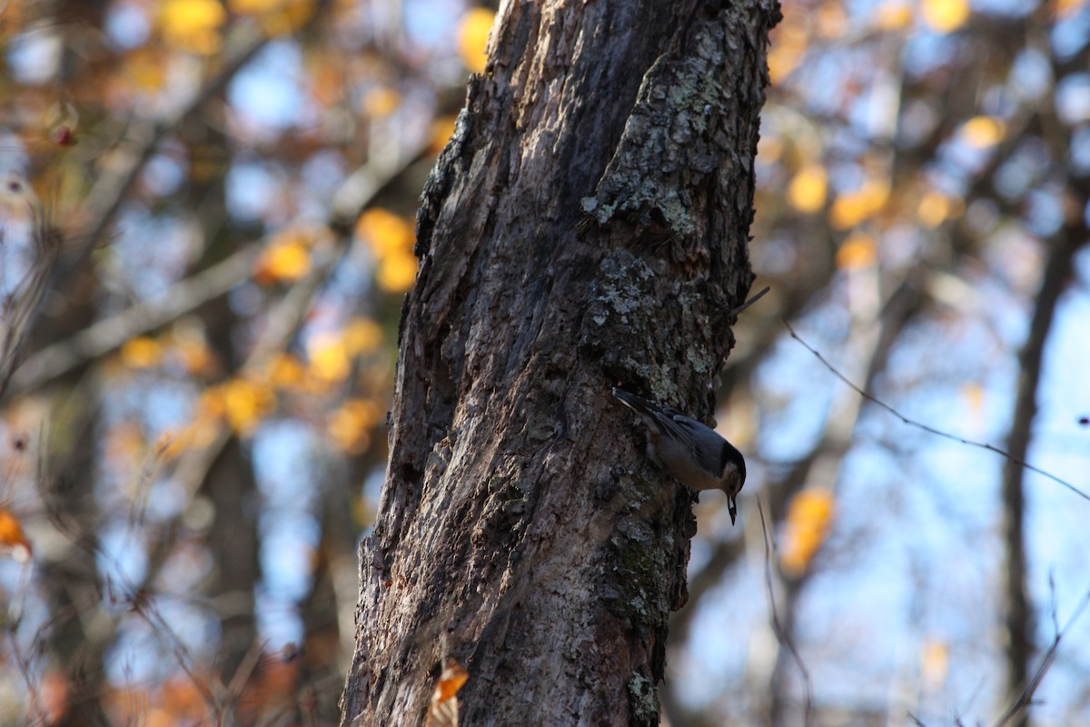 White-breasted Nuthatch - ML645013628