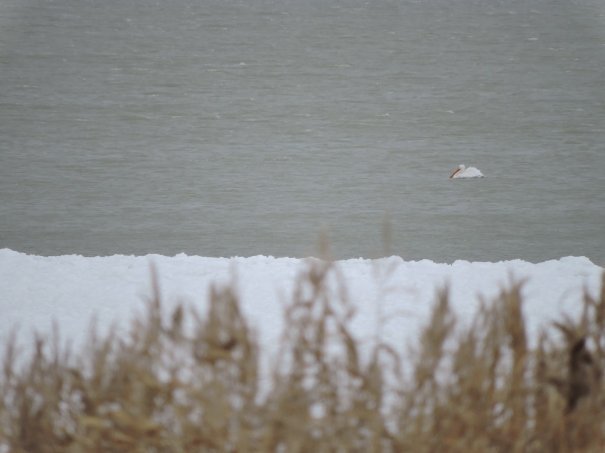 American White Pelican - ML645013650