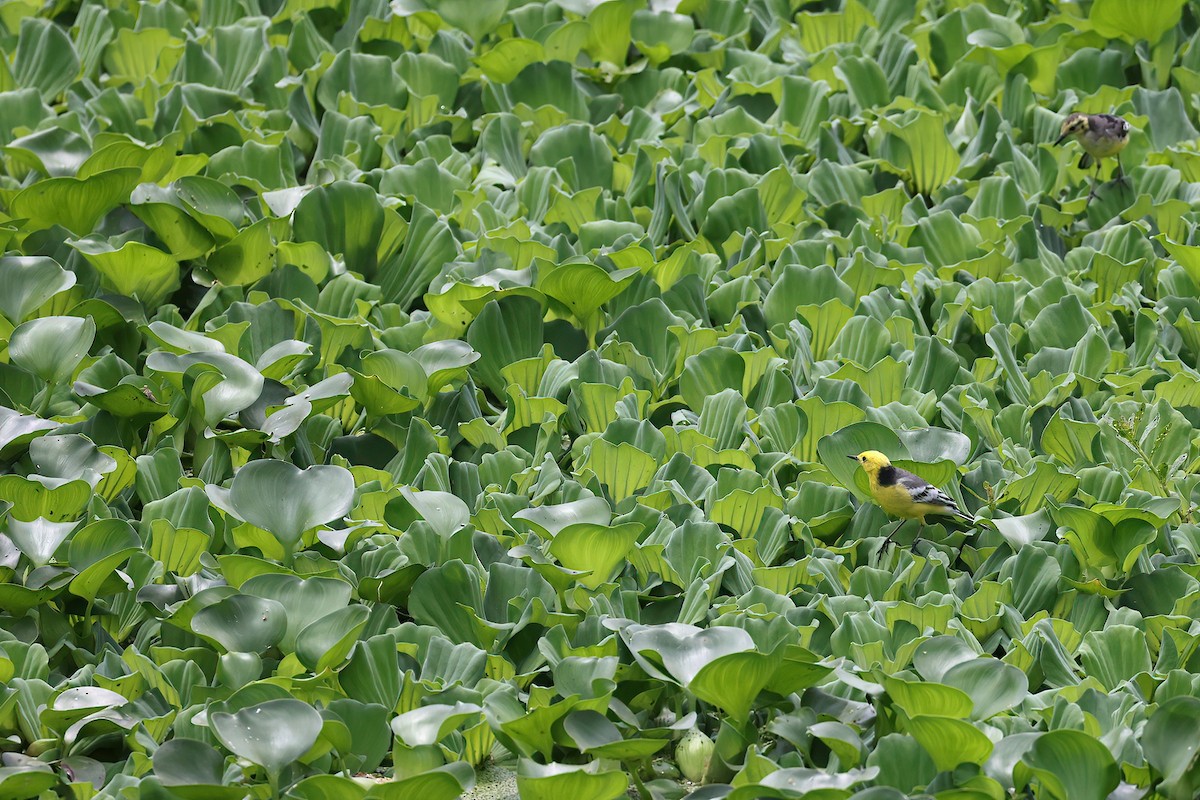 黃頭鶺鴒 - ML645013653