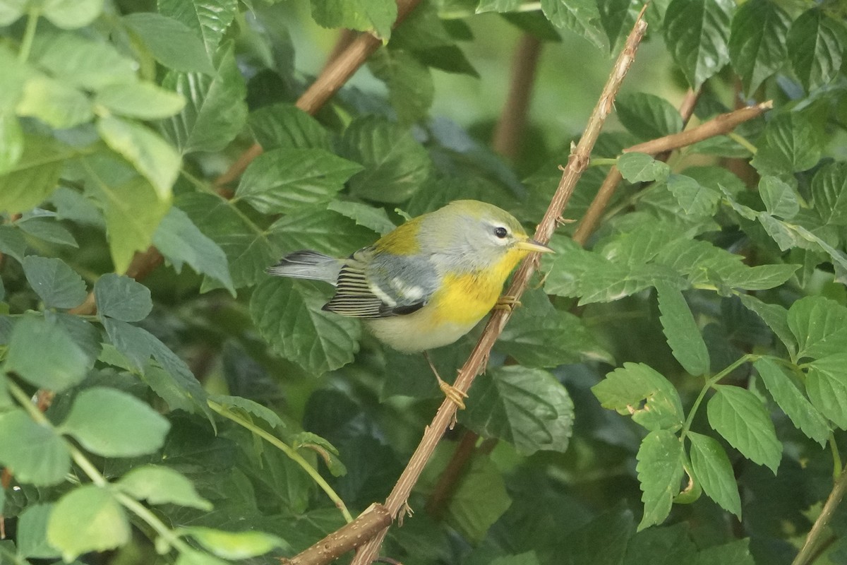 Очковая древесница - ML645013663