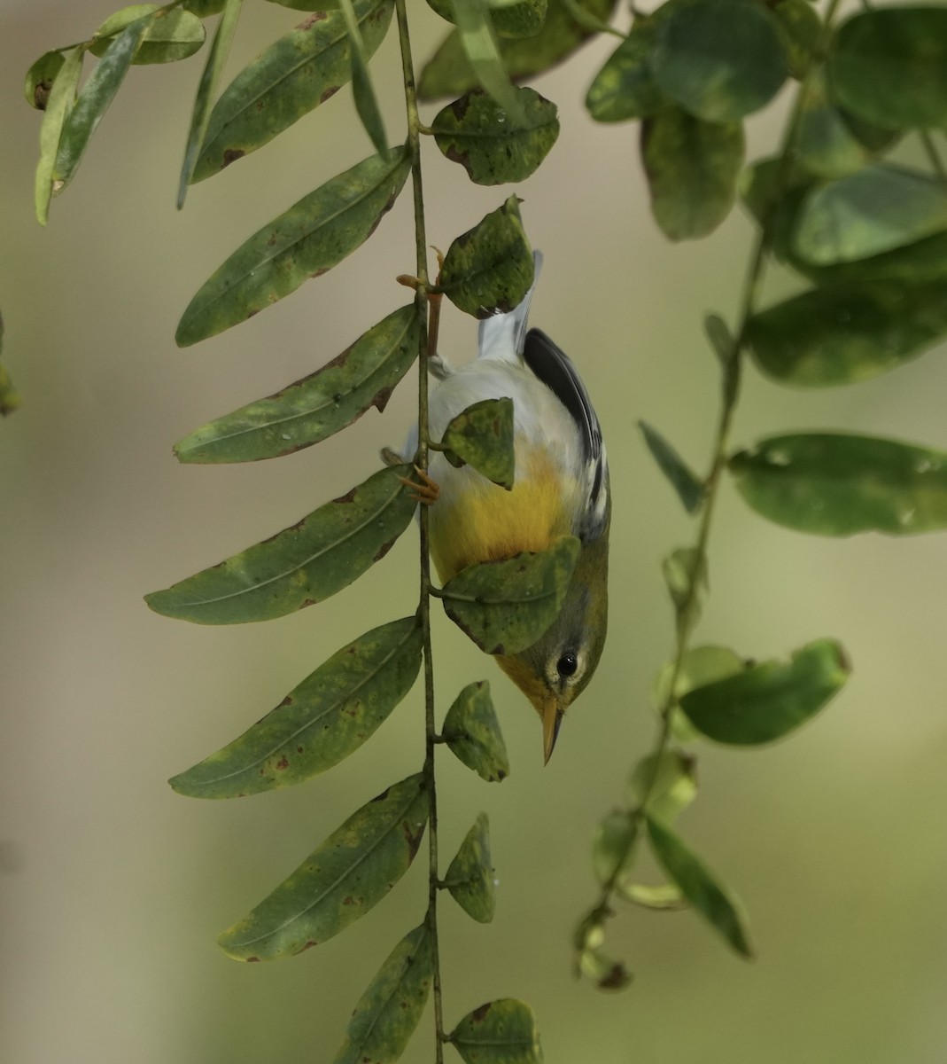 Очковая древесница - ML645013666