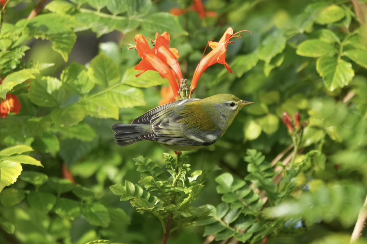 Очковая древесница - ML645013667