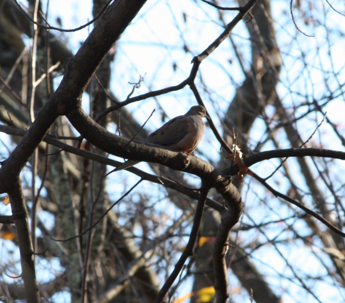 Mourning Dove - ML645013676
