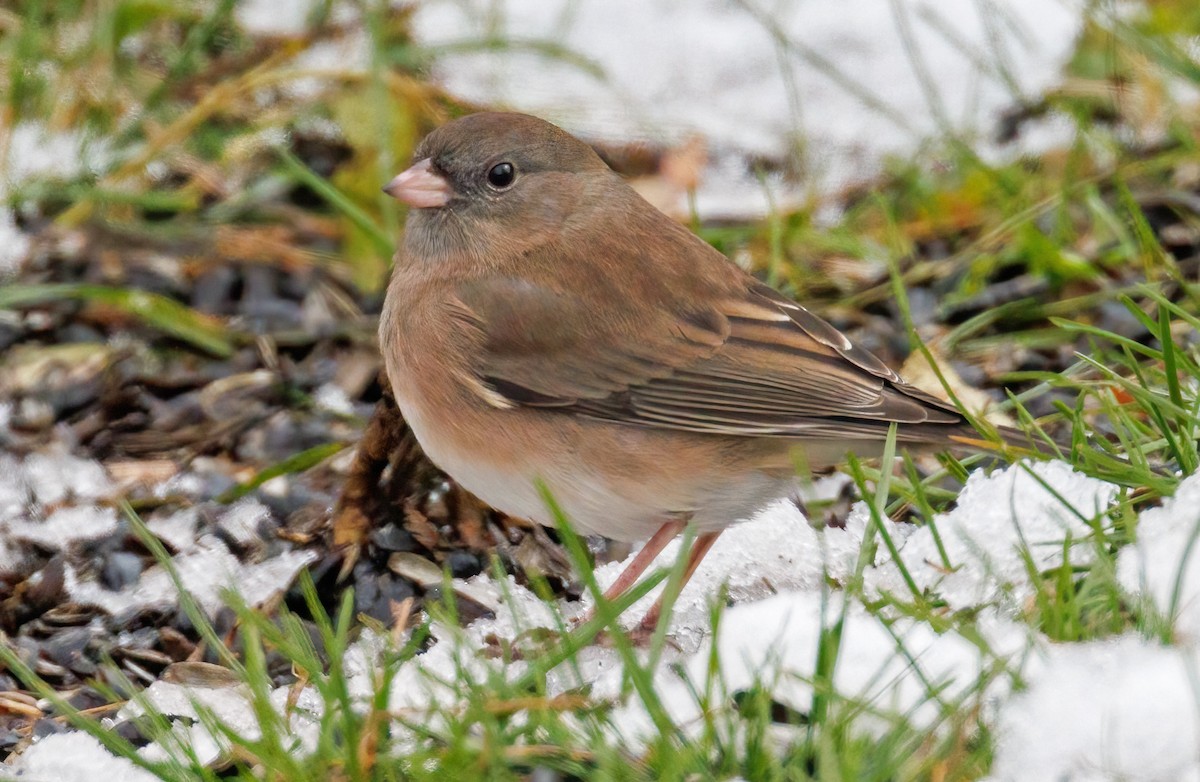 Dark-eyed Junco - ML645013680