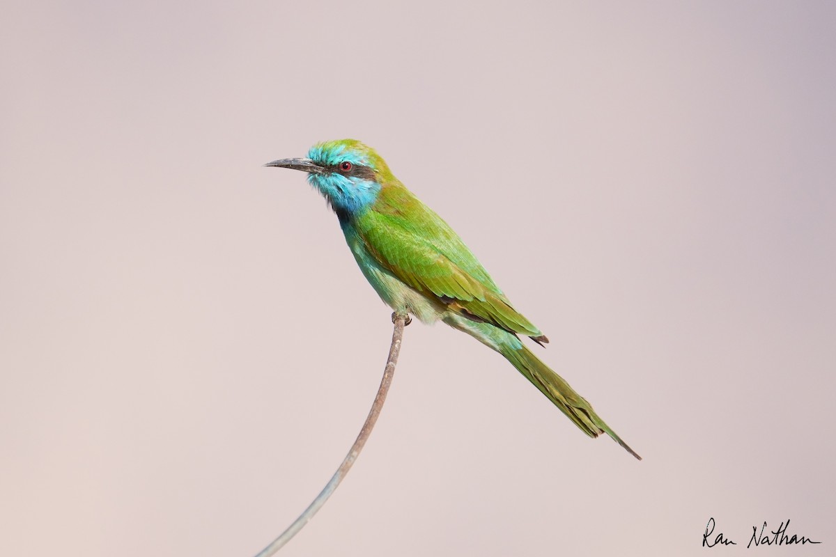 שרקרק גמדי - ML645013691