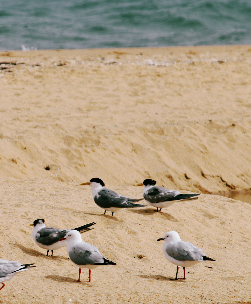 rybák chocholatý - ML645013693