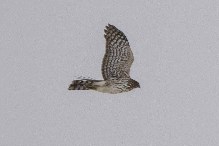 Gavilán de Cooper - ML645013694