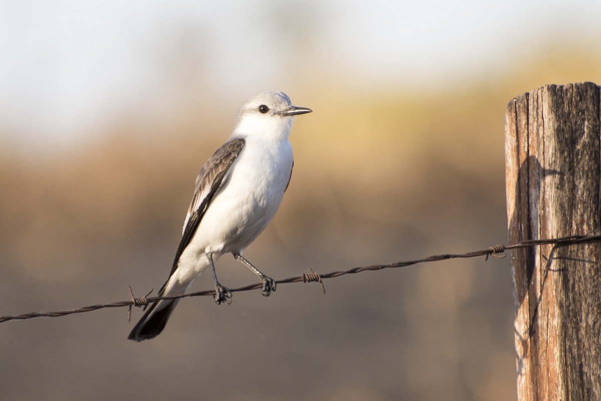 White-rumped Monjita - Luiz Carlos Ramassotti
