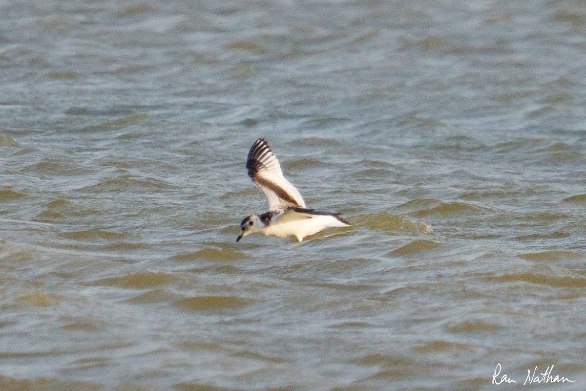 Little Gull - ML645013714