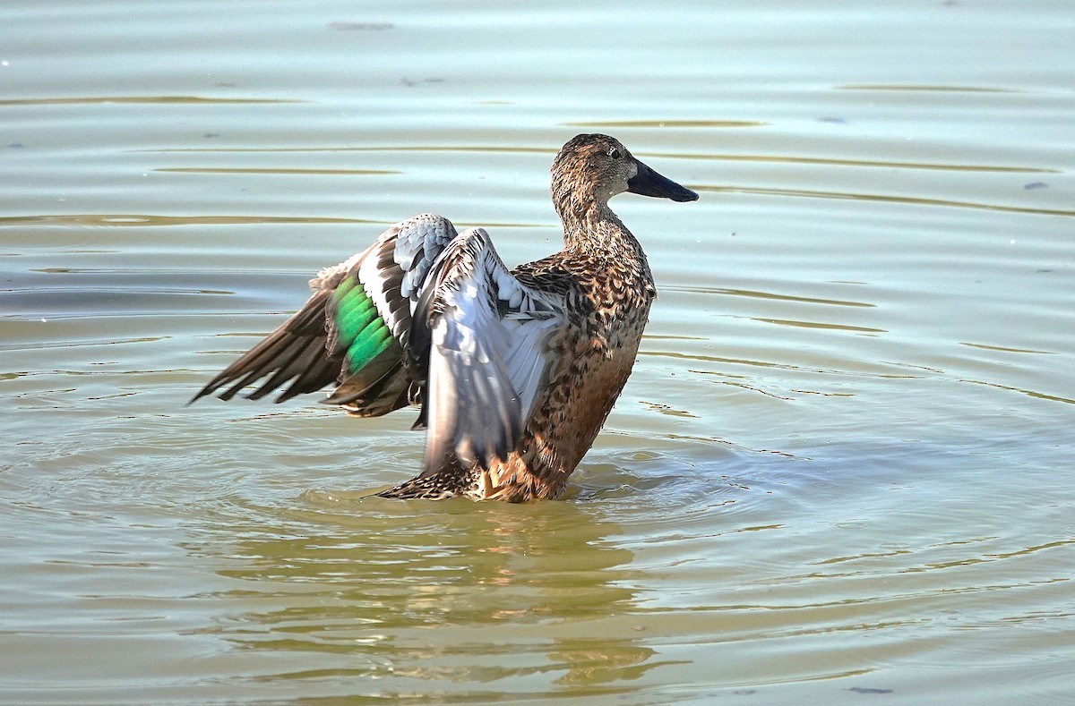 Northern Shoveler - ML645013720
