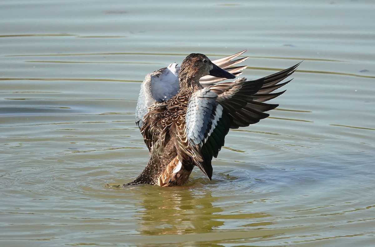 Northern Shoveler - ML645013721