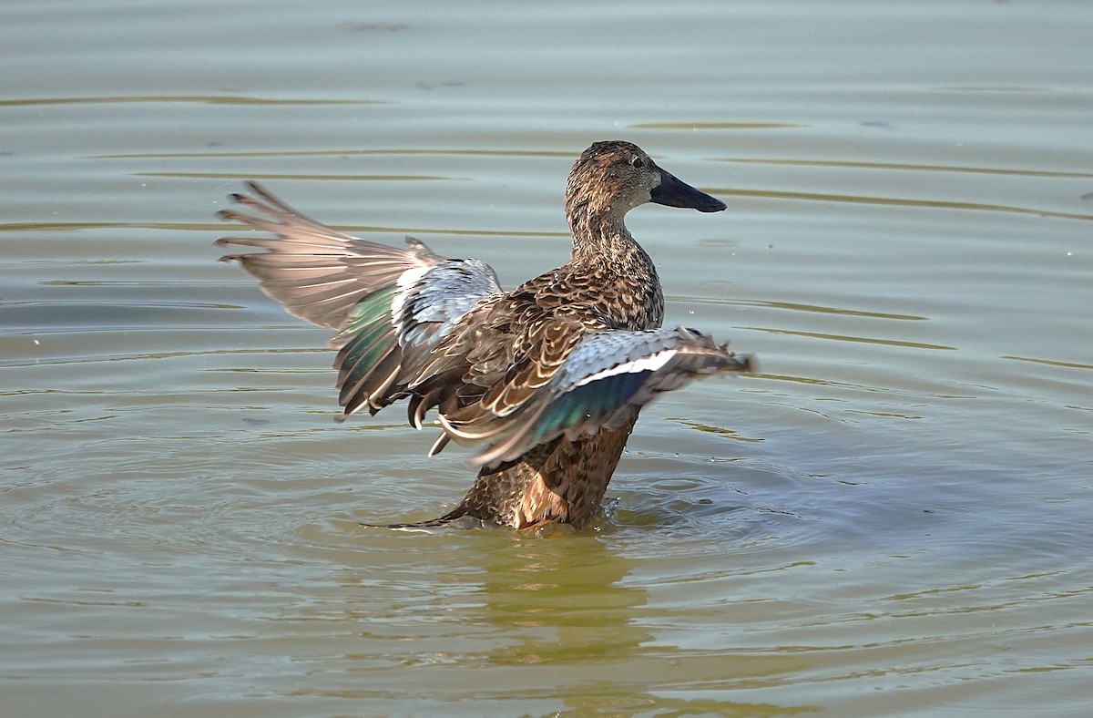 Northern Shoveler - ML645013722